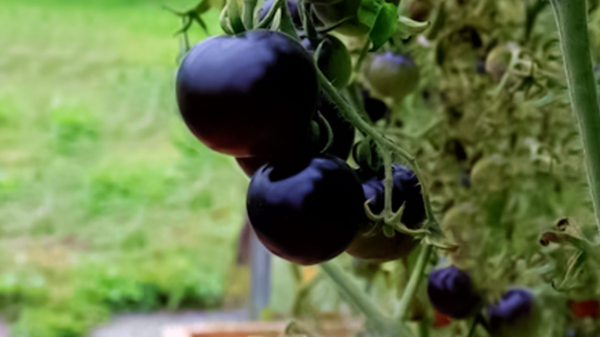 Benefits of Black Tomato: கருப்பு தக்காளியில் கொட்டி கிடக்கும் நன்மைகள்